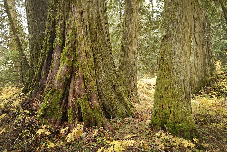 ancient forest