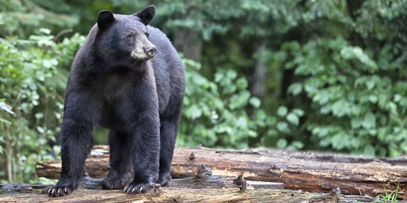 bear awareness safety course online