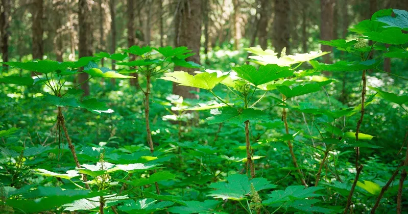 traditional ecological indigenous knowledge course