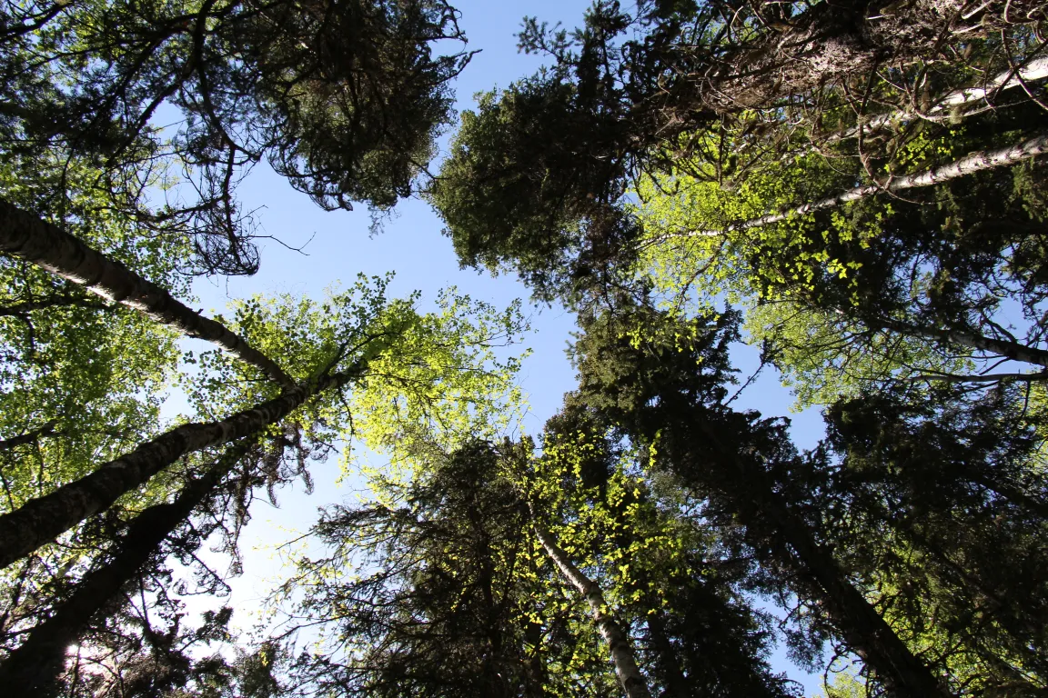 UNBC Forest Health course