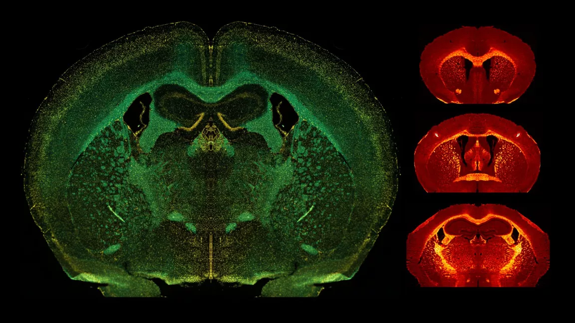 Digital scans of biological material
