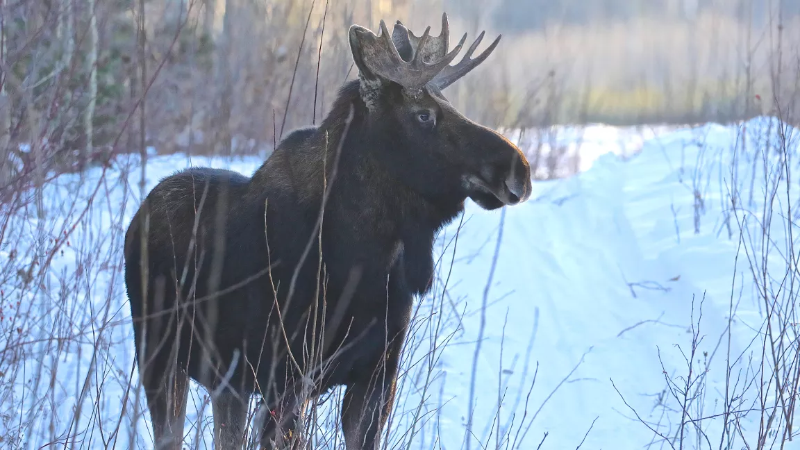 A bull moose on the grounds of the Prince George Airport Authority
