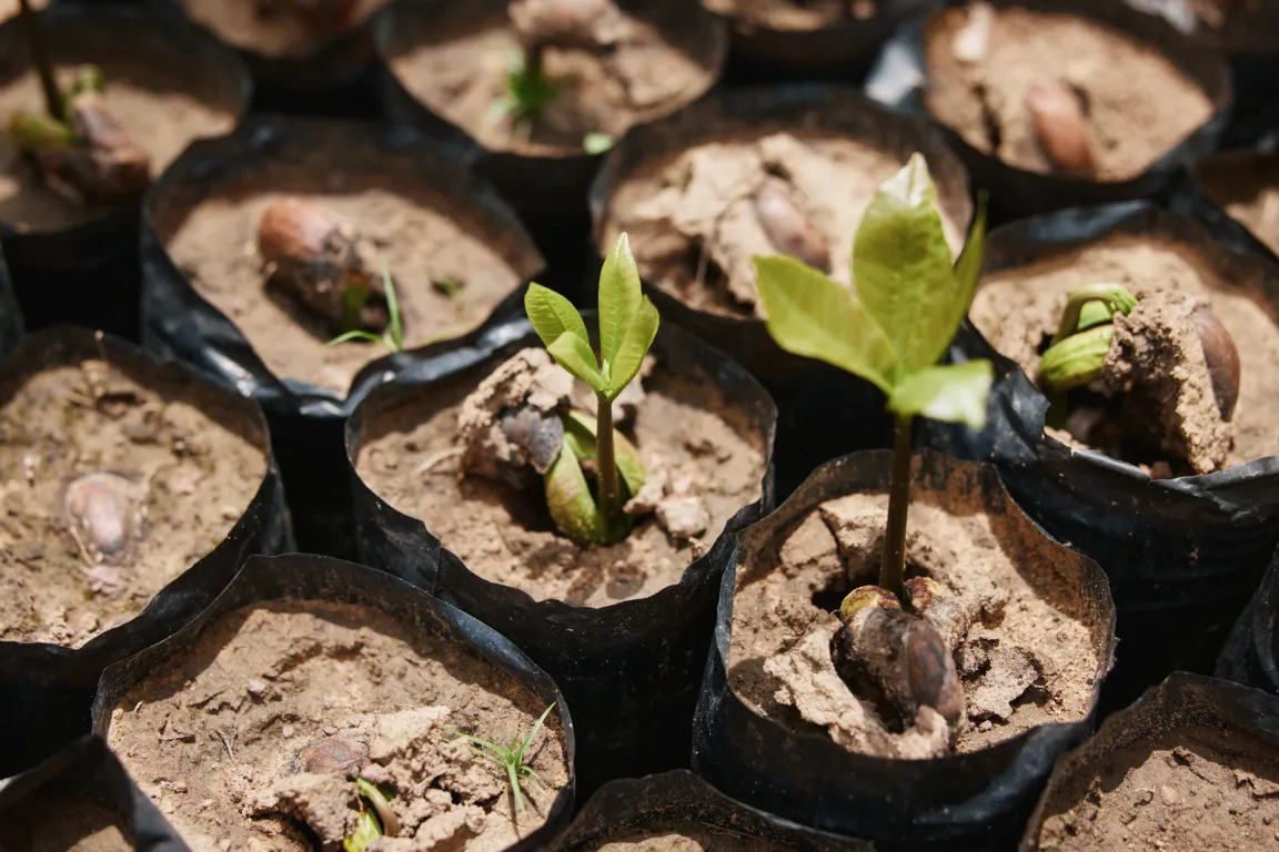 A group of potted tree saplings