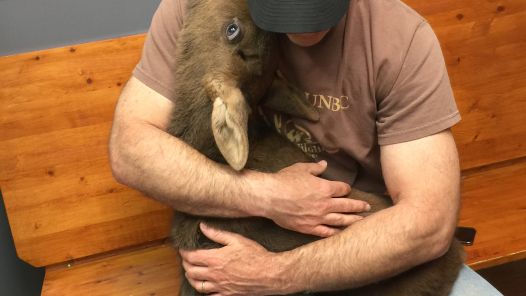Roy Rea with baby moose