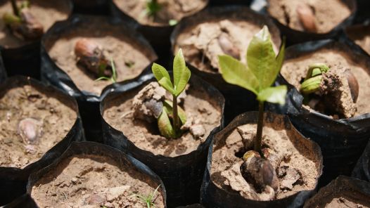 A group of potted tree saplings