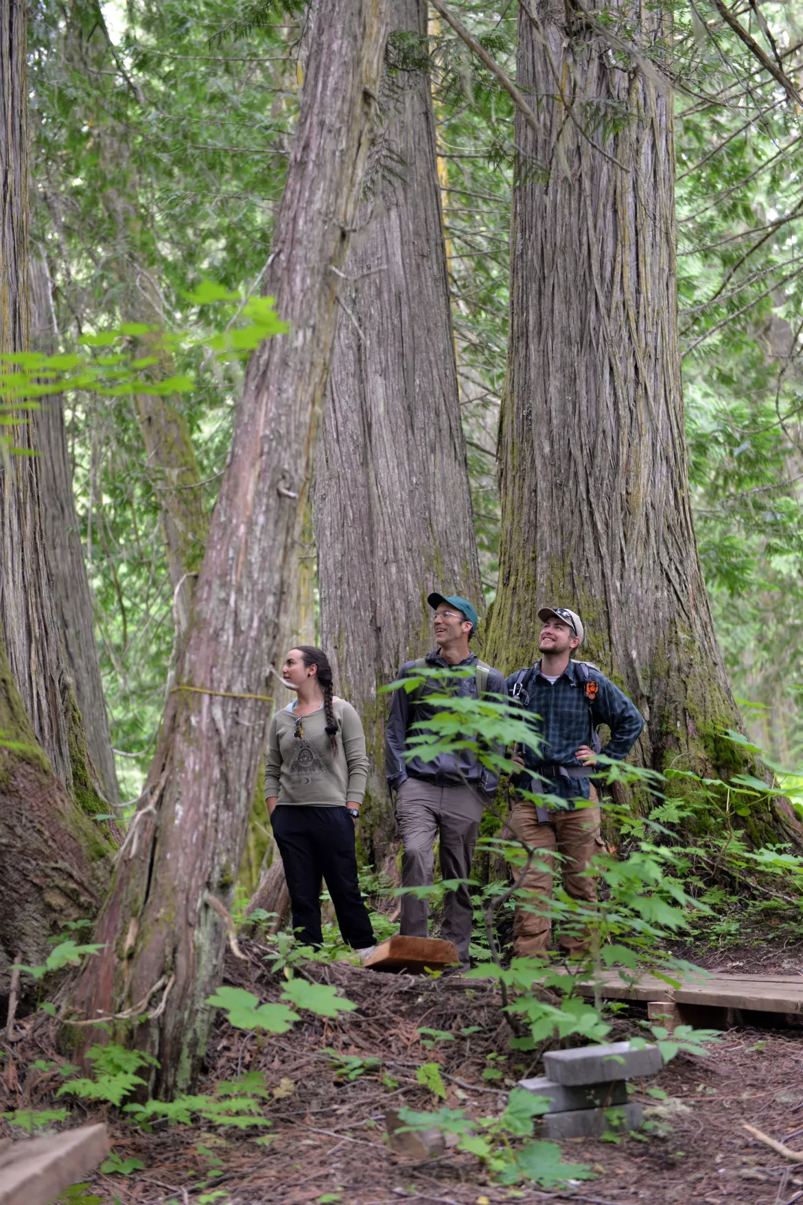 Giant Western Red Cedars in the Ancient Forest/Chun T’oh Whudujut Park. Giant Western Red Cedars in the Ancient Forest/Chun T’oh Whudujut Park.