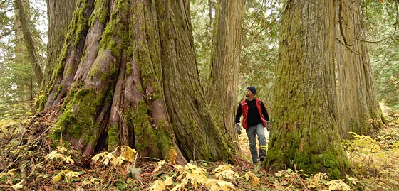 Dave Radies in the Ancient Forest