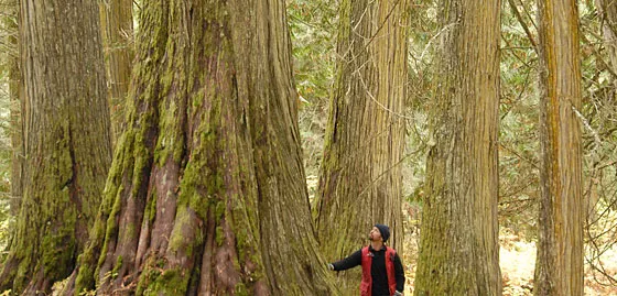 Dave Radies in the Ancient Forest