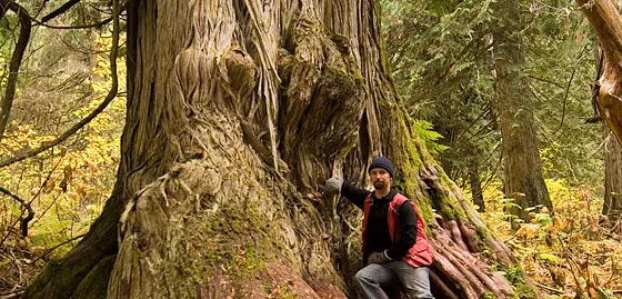 Dave Radies in the Ancient Forest