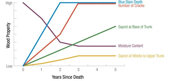 Graph of tree shelf life.