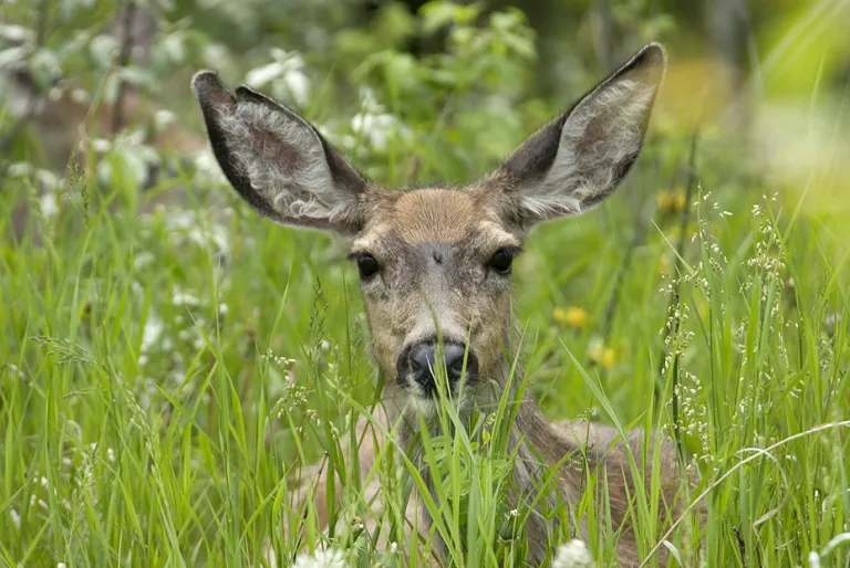 Image of a deer in grass