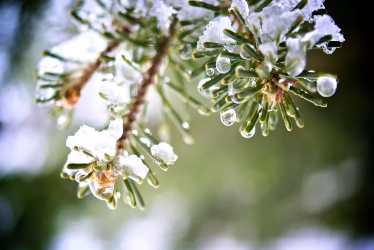 icy-pine