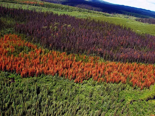 Mountain pine beetle devastation; photo courtesy of Dr. Dezene Huber