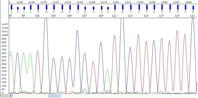 electropherogram