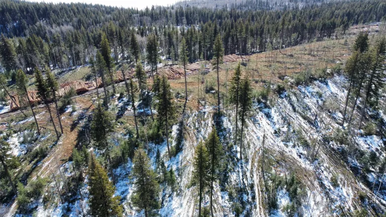 A recently harvested forest.