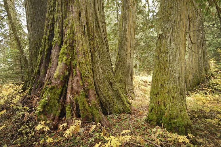 ancient forest