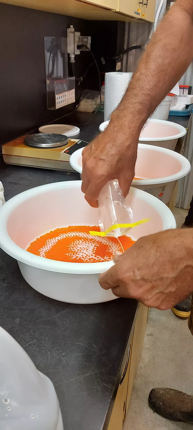 Fertilizing chinook eggs