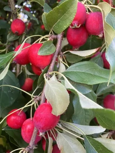 Crabapples PG