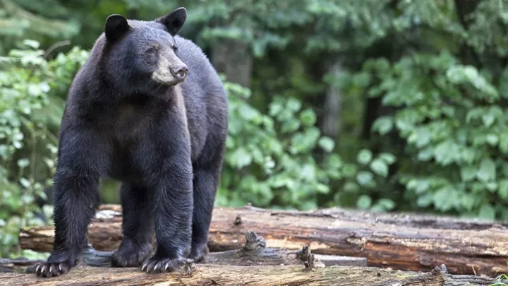 bear awareness safety course online