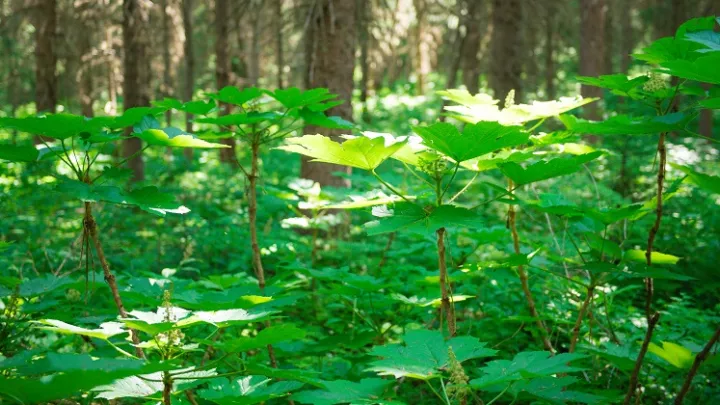 traditional ecological indigenous knowledge course 