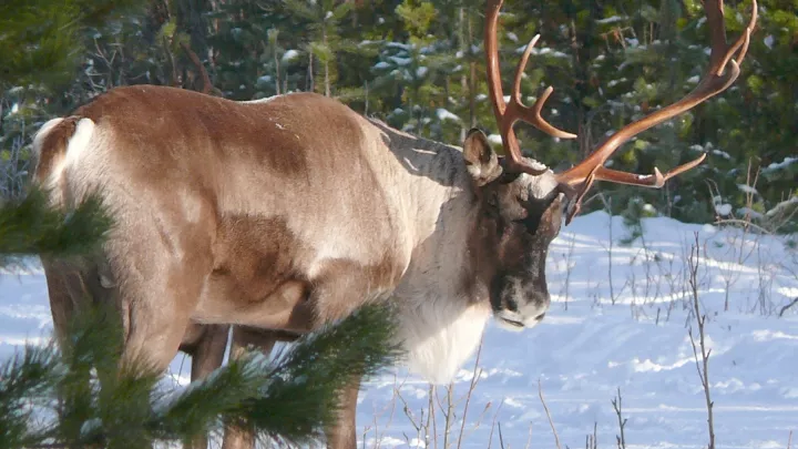 Caribou