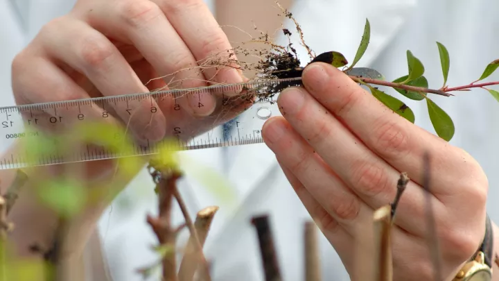 lab student measuring plant roots