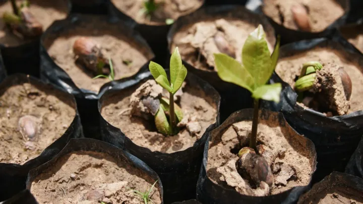 FBE partners with veritree