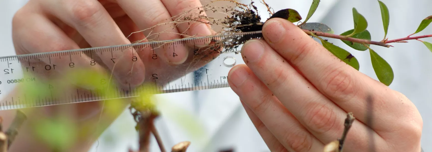 Someone measuring the roots of a plant